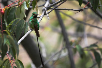 GREEN-TAILED TRAINBEARER (Lesbia nuna), beautiful long-tailed hummingbird, perched among the branches of a sour cherry tree. Huancayo-Peru