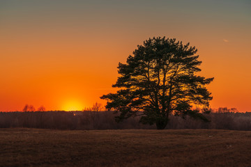 Lonely tree and sunset