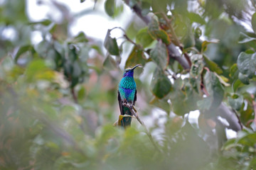 Fototapeta premium SPARKLING VIOLETEAR (Colibri coruscans), beautiful hummingbird with violet ears that is perched quietly on some branches. Huancayo-Peru