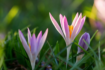 Fototapeta Krokusy na wiosennej łące obraz