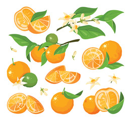 Citrus colorful fruit set vector illustration. 