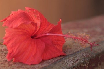 flor vermelha registrada no quintal de uma casa.