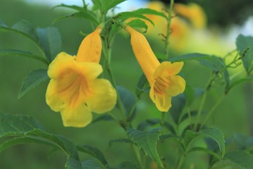 linda flor amarela registrada no bairro da ilha do governador