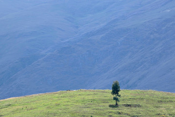 Obraz premium Landscape detail with a lonely tree in the middle of the mist, the flowers and the desolate Andean landscape. Huancayo - Peru