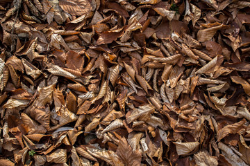 A shot of autumn leaves