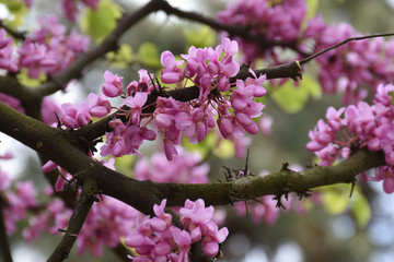 Red acacia blooms. Dense young flowers on a thick old branch