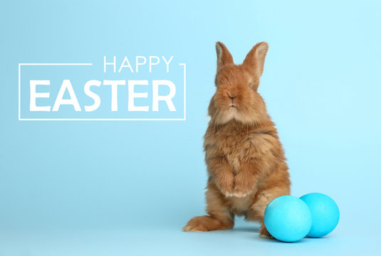 Adorable fluffy bunny and Easter eggs on light blue background