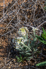 Dimorphocarpa Wislizeni Flowers