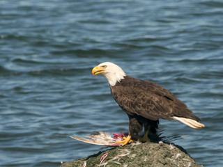 a feeding bald eagle at neah bay