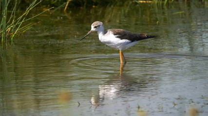close view of a black winged stilt wading in water at serengeti national