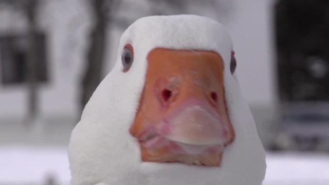 Funny extreme close up zoom on white goose Akureyri Iceland.mov
