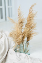 Pampas dry grass in blue vases in white bedroom