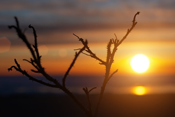 rosehip bush silhouette on blurred sky and sunset background