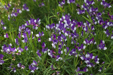 Obraz na płótnie Canvas Flower background from white-purple flowers of legume plant