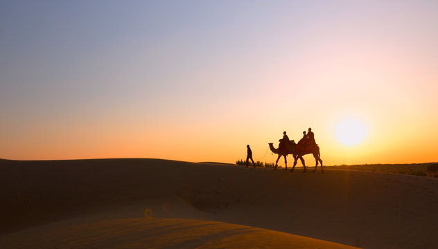 Silhouette of camels in the desert on a sunset background.