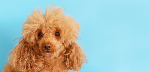 happy poodle dog on a blue background