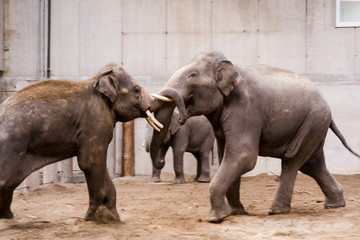 Fighting of young Asian elephant bulls in a house