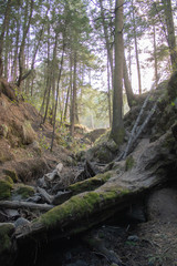 Atardecer en el un bosque verde con rocas 