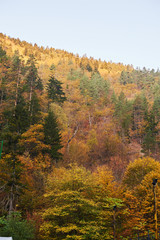 Obraz premium Yellow and green trees on the mountain
