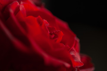 Fototapeta na wymiar rose rosse