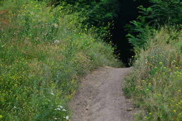 trail in the forest. Forest trail on a summer day.