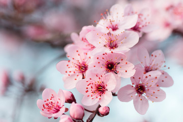 beautiful blooming tree with pink flowers
