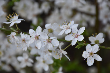 Thin green twig with white fruit flowers