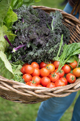 Harvest, Fresh Vegetables in the basket