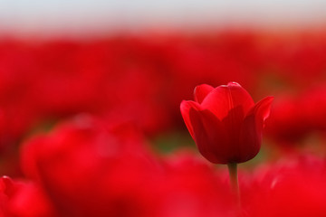 Pole czerwonych tulipanów - obrazy, fototapety, plakaty