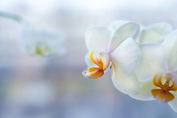white, yellow phalaenopsis orchid with dew drop, macro, closeup, on light background with copy space
