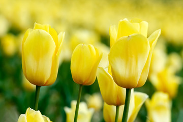 Tulipan, wiosenny ogród, piękne kwiaty - obrazy, fototapety, plakaty