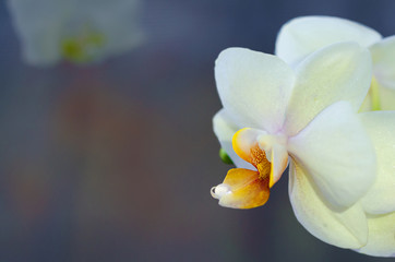Obraz na płótnie Canvas white, yellow phalaenopsis orchid with dewdrop, macro, closeup, on dark background, copy space