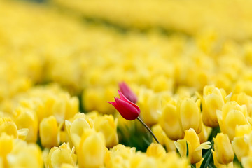 Wiosna na polu tulipanów. Hodowla i uprawa kwiatów - obrazy, fototapety, plakaty