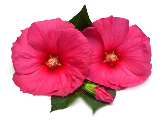 Two pink head hibiscus flower with bud and leaves isolated on white background. Flat lay, top view. Macro, object