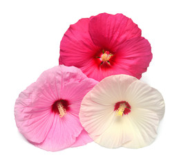 Three hibiscus red, white and pink colors isolated on white background. Bouquet of tropical flowers. Flat lay, top view. Macro, object