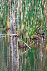 Thick reeds in the water