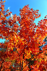 Naklejka na ściany i meble Autumn tree orange oak on the background blue sky. Landscape, yellow leaves