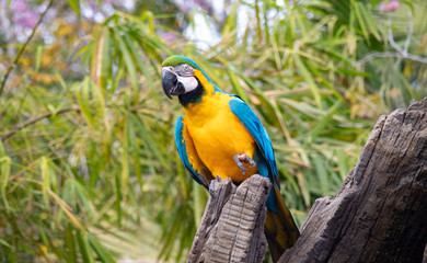 PArrot sittin on perch