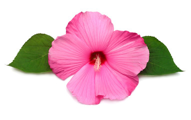 Pink head hibiscus flower with leaf isolated on white background. Flat lay, top view. Macro, object - obrazy, fototapety, plakaty