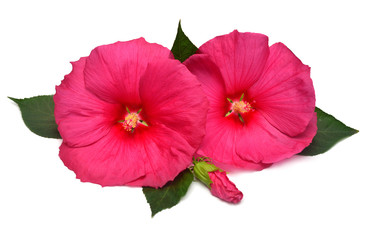 Two pink hibiscus with leaves and bud isolated on a white background. Bouquet of pink flowers. Petal, flora. Flat lay, top view. Macro, object