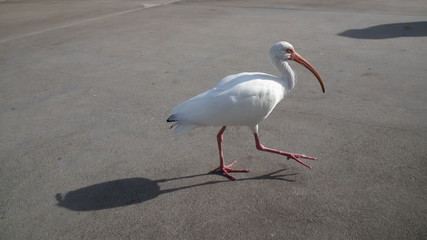 White bird walking - long beak