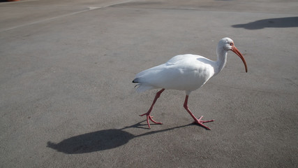 White bird walking - long beak
