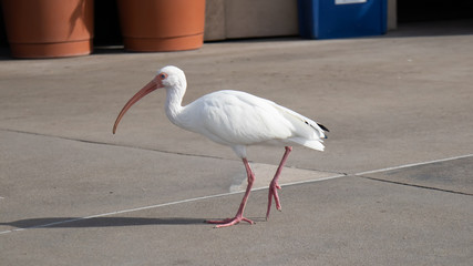 White bird walking - long beak