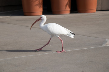 White bird walking - long beak