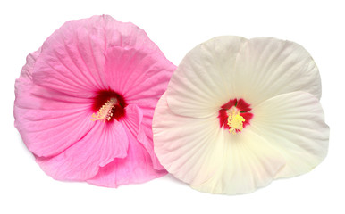 Bouquet flower. Pink and white head hibiscus isolated on white background. Flat lay, top view. Macro, object
