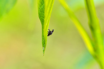 Close-ups of different insects inhabiting wild plants