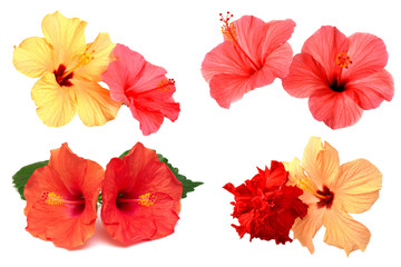 Collection of colored hibiscus flowers with leaves isolated on white background. Flat lay, top view. Creative card