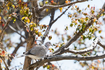 White dove perched on a tree branch with green leaves on a white background