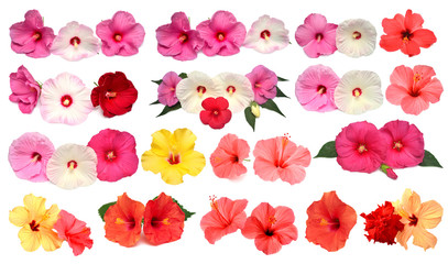 Collection of colored hibiscus flowers with leaves isolated on white background. Flat lay, top view. Creative card