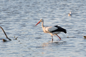 A stork walking in the middle of a city park pond